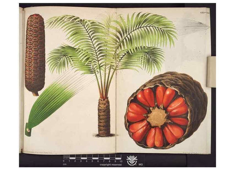 Reproducción/Reproduction 49690365208: L'Illustration horticole :. Gand, Belgium :Imprimerie et lithographie de F. et E. Gyselnyck,1854-1896.. 