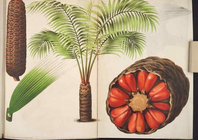 Reproducción/Reproduction 49690365208: L'Illustration horticole :. Gand, Belgium :Imprimerie et lithographie de F. et E. Gyselnyck,1854-1896.. 