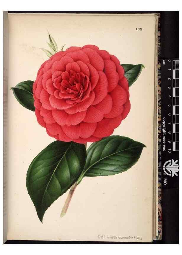 Reproducción/Reproduction 49691209022: L'Illustration horticole :. Gand, Belgium :Imprimerie et lithographie de F. et E. Gyselnyck,1854-1896.. 