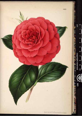 Reproducción/Reproduction 49691209022: L'Illustration horticole :. Gand, Belgium :Imprimerie et lithographie de F. et E. Gyselnyck,1854-1896.. 