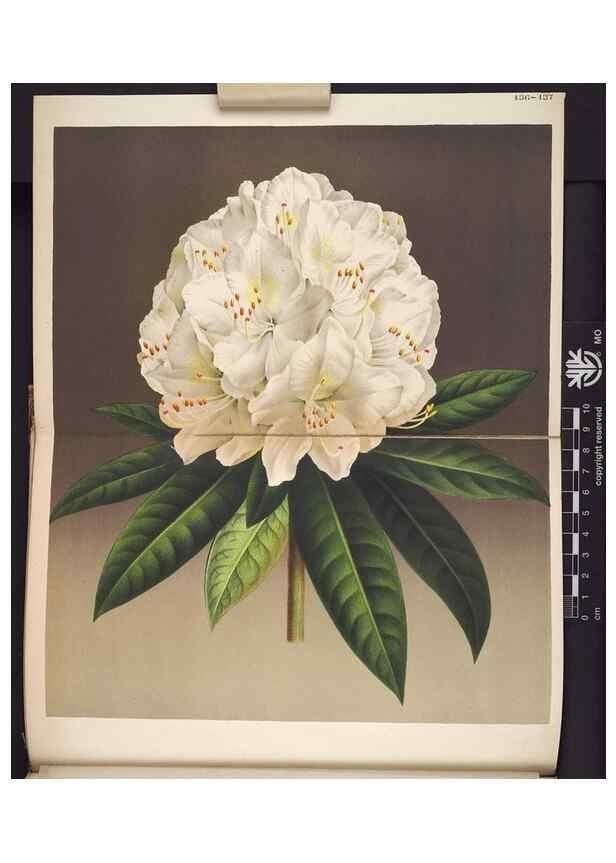 Reproducción/Reproduction 49690365873: L'Illustration horticole :. Gand, Belgium :Imprimerie et lithographie de F. et E. Gyselnyck,1854-1896.. 
