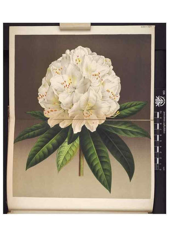 Reproducción/Reproduction 49690365873: L'Illustration horticole :. Gand, Belgium :Imprimerie et lithographie de F. et E. Gyselnyck,1854-1896.. 