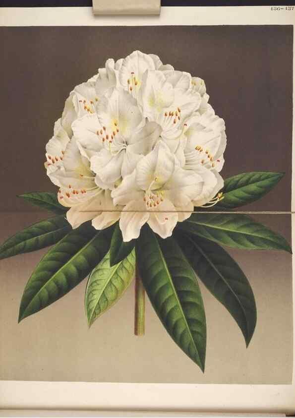 Reproducción/Reproduction 49690365873: L'Illustration horticole :. Gand, Belgium :Imprimerie et lithographie de F. et E. Gyselnyck,1854-1896.. 