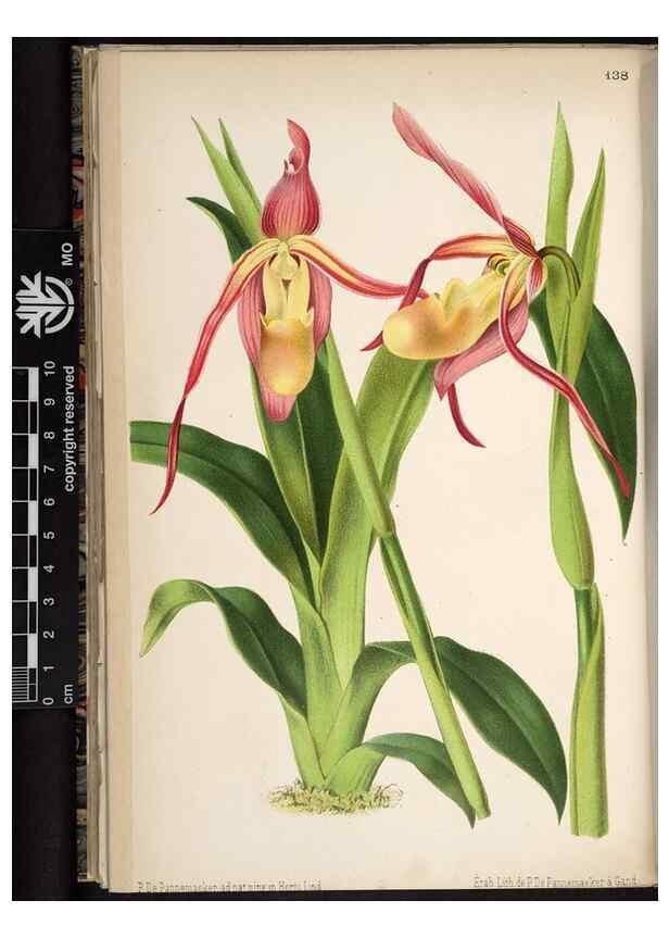 Reproducción/Reproduction 49691209612: L'Illustration horticole :. Gand, Belgium :Imprimerie et lithographie de F. et E. Gyselnyck,1854-1896.. 
