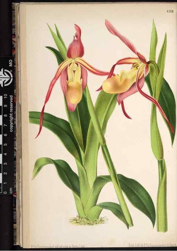 Reproducción/Reproduction 49691209612: L'Illustration horticole :. Gand, Belgium :Imprimerie et lithographie de F. et E. Gyselnyck,1854-1896.. 