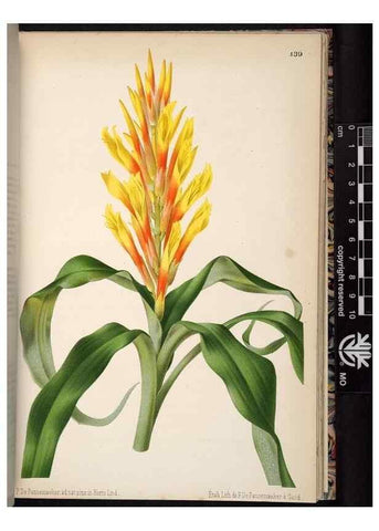 Reproducción/Reproduction 49690899366: L'Illustration horticole :. Gand, Belgium :Imprimerie et lithographie de F. et E. Gyselnyck,1854-1896.. 