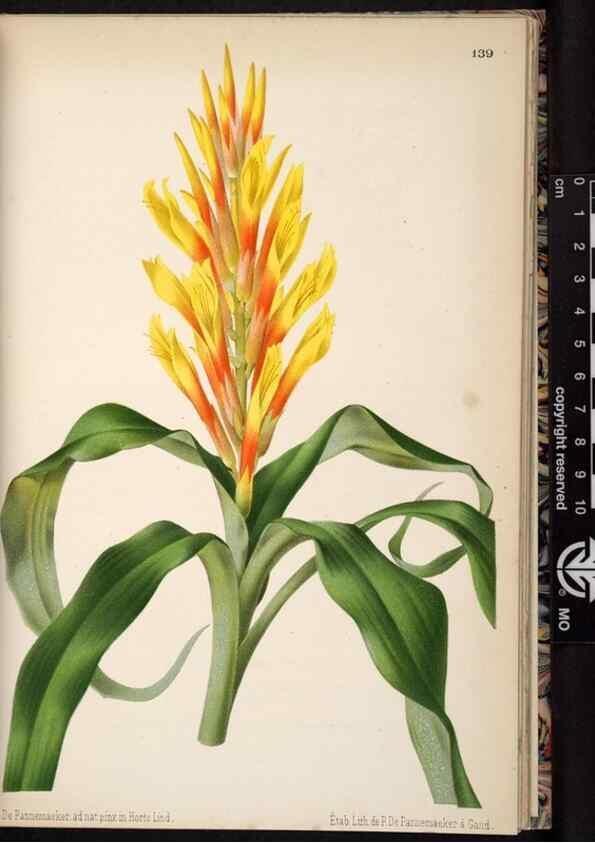 Reproducción/Reproduction 49690899366: L'Illustration horticole :. Gand, Belgium :Imprimerie et lithographie de F. et E. Gyselnyck,1854-1896.. 