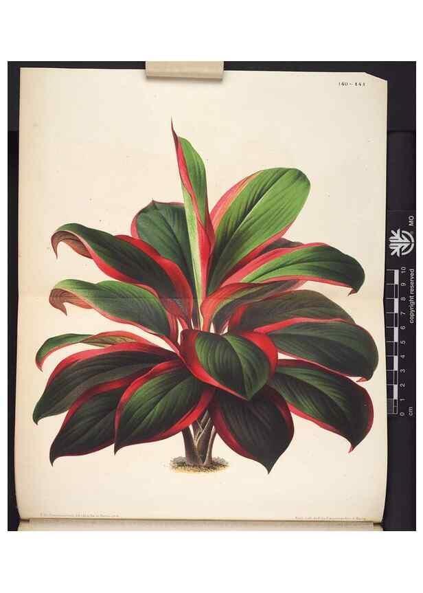 Reproducción/Reproduction 49690366593: L'Illustration horticole :. Gand, Belgium :Imprimerie et lithographie de F. et E. Gyselnyck,1854-1896.. 
