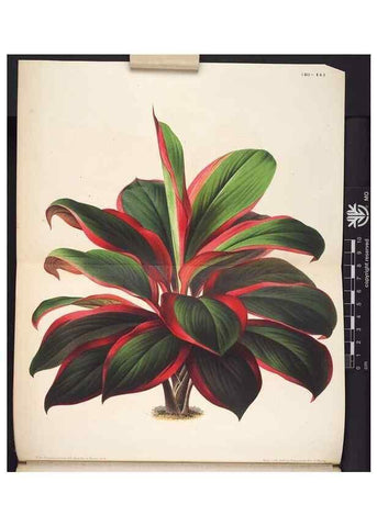 Reproducción/Reproduction 49690366593: L'Illustration horticole :. Gand, Belgium :Imprimerie et lithographie de F. et E. Gyselnyck,1854-1896.. 