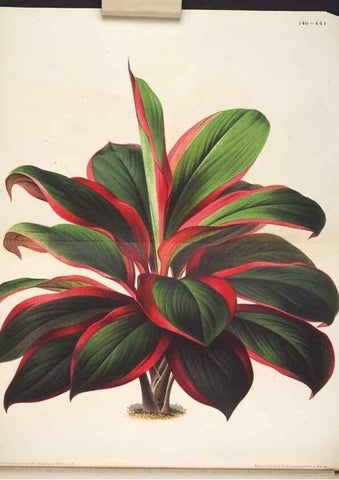 Reproducción/Reproduction 49690366593: L'Illustration horticole :. Gand, Belgium :Imprimerie et lithographie de F. et E. Gyselnyck,1854-1896.. 