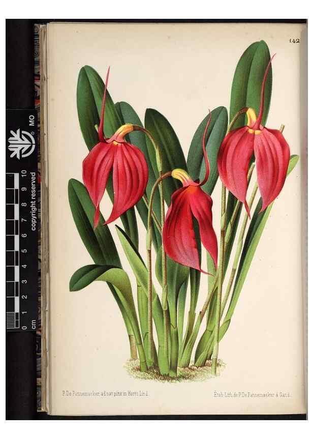 Reproducción/Reproduction 49690366848: L'Illustration horticole :. Gand, Belgium :Imprimerie et lithographie de F. et E. Gyselnyck,1854-1896.. 