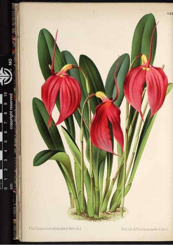 Reproducción/Reproduction 49690366848: L'Illustration horticole :. Gand, Belgium :Imprimerie et lithographie de F. et E. Gyselnyck,1854-1896.. 