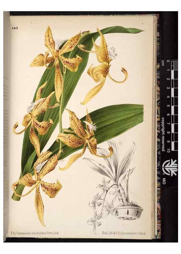 Reproducción/Reproduction 49690900161: L'Illustration horticole :. Gand, Belgium :Imprimerie et lithographie de F. et E. Gyselnyck,1854-1896.. 