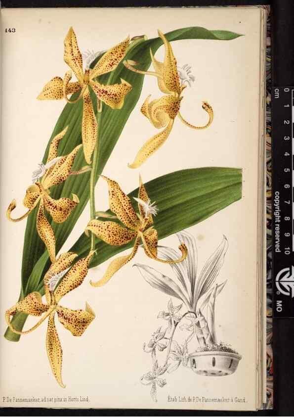 Reproducción/Reproduction 49690900161: L'Illustration horticole :. Gand, Belgium :Imprimerie et lithographie de F. et E. Gyselnyck,1854-1896.. 