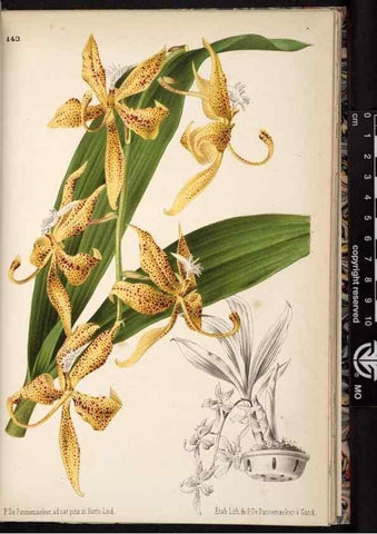 Reproducción/Reproduction 49690900161: L'Illustration horticole :. Gand, Belgium :Imprimerie et lithographie de F. et E. Gyselnyck,1854-1896.. 