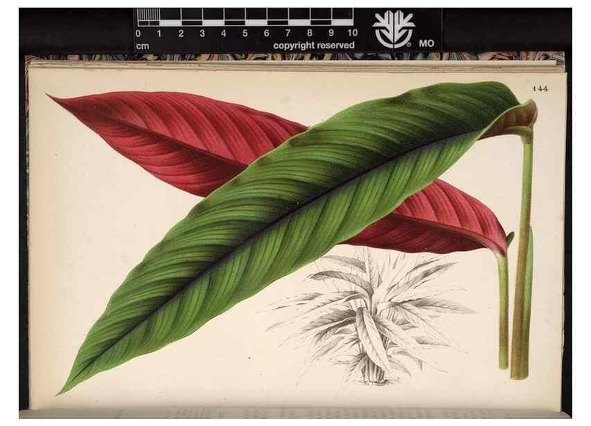 Reproducción/Reproduction 49690900466: L'Illustration horticole :. Gand, Belgium :Imprimerie et lithographie de F. et E. Gyselnyck,1854-1896.. 