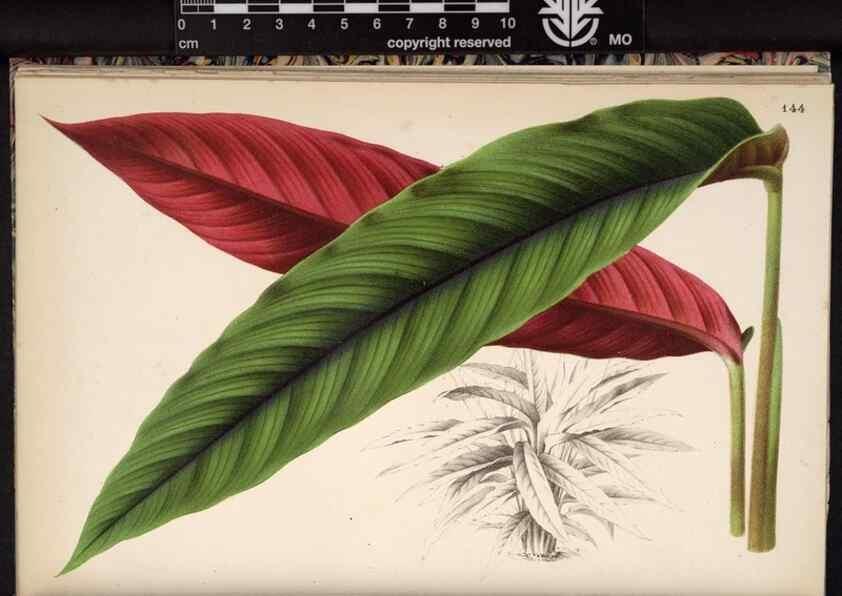 Reproducción/Reproduction 49690900466: L'Illustration horticole :. Gand, Belgium :Imprimerie et lithographie de F. et E. Gyselnyck,1854-1896.. 