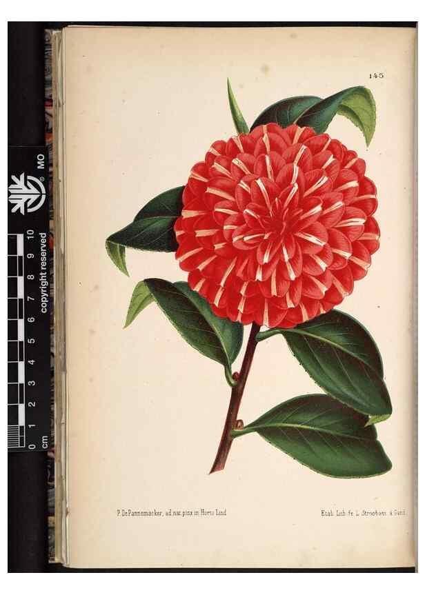 Reproducción/Reproduction 49690367768: L'Illustration horticole :. Gand, Belgium :Imprimerie et lithographie de F. et E. Gyselnyck,1854-1896.. 