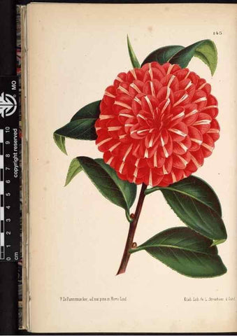 Reproducción/Reproduction 49690367768: L'Illustration horticole :. Gand, Belgium :Imprimerie et lithographie de F. et E. Gyselnyck,1854-1896.. 