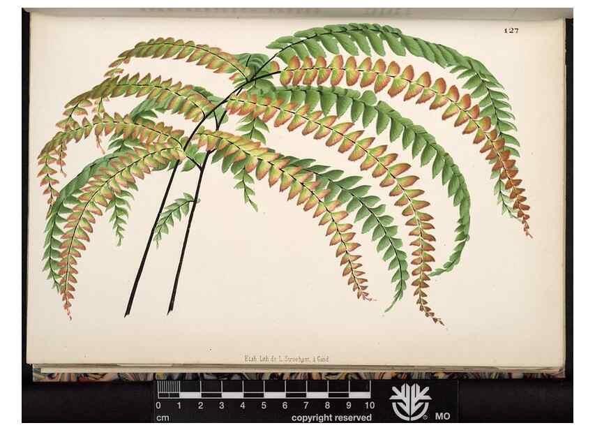Reproducción/Reproduction 49691206707: L'Illustration horticole :. Gand, Belgium :Imprimerie et lithographie de F. et E. Gyselnyck,1854-1896.. 