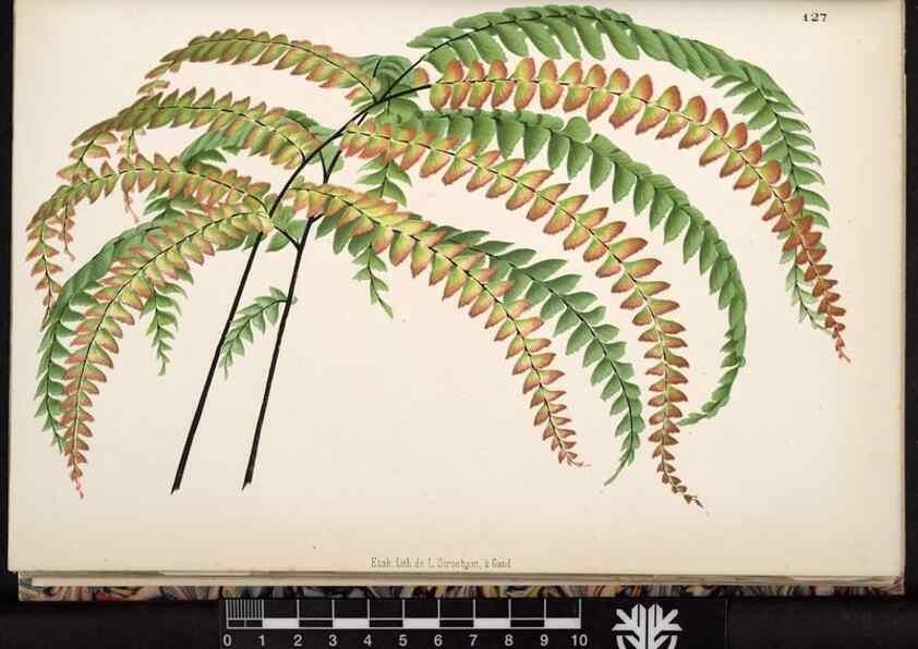 Reproducción/Reproduction 49691206707: L'Illustration horticole :. Gand, Belgium :Imprimerie et lithographie de F. et E. Gyselnyck,1854-1896.. 