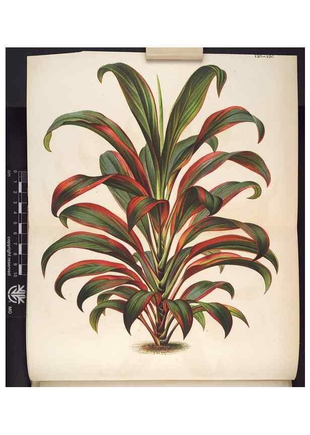 Reproducción/Reproduction 49691206347: L'Illustration horticole :. Gand, Belgium :Imprimerie et lithographie de F. et E. Gyselnyck,1854-1896.. 