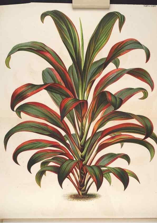 Reproducción/Reproduction 49691206347: L'Illustration horticole :. Gand, Belgium :Imprimerie et lithographie de F. et E. Gyselnyck,1854-1896.. 