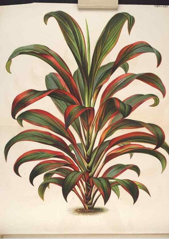 Reproducción/Reproduction 49691206347: L'Illustration horticole :. Gand, Belgium :Imprimerie et lithographie de F. et E. Gyselnyck,1854-1896.. 