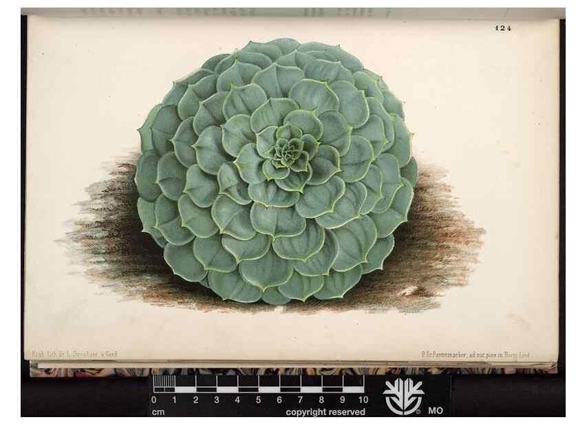 Reproducción/Reproduction 49690895791: L'Illustration horticole :. Gand, Belgium :Imprimerie et lithographie de F. et E. Gyselnyck,1854-1896.. 