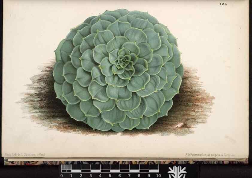 Reproducción/Reproduction 49690895791: L'Illustration horticole :. Gand, Belgium :Imprimerie et lithographie de F. et E. Gyselnyck,1854-1896.. 