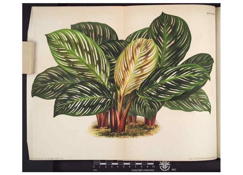 Reproducción/Reproduction 49690362153: L'Illustration horticole :. Gand, Belgium :Imprimerie et lithographie de F. et E. Gyselnyck,1854-1896.. 
