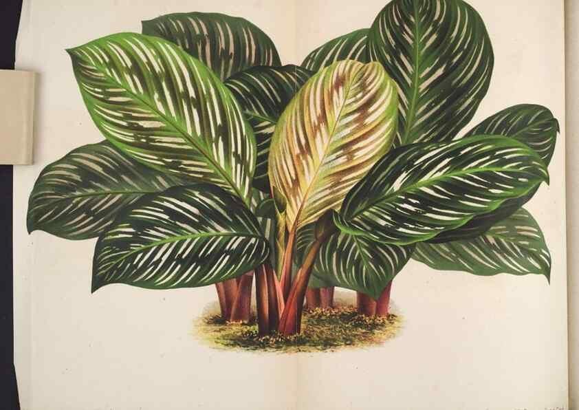 Reproducción/Reproduction 49690362153: L'Illustration horticole :. Gand, Belgium :Imprimerie et lithographie de F. et E. Gyselnyck,1854-1896.. 