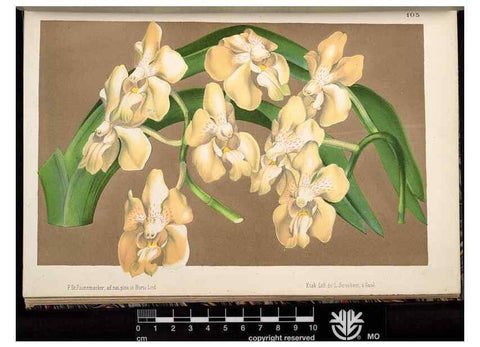 Reproducción/Reproduction 49691139547: L'Illustration horticole :. Gand, Belgium :Imprimerie et lithographie de F. et E. Gyselnyck,1854-1896.. 