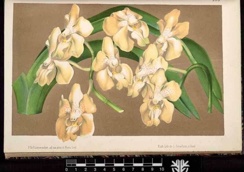 Reproducción/Reproduction 49691139547: L'Illustration horticole :. Gand, Belgium :Imprimerie et lithographie de F. et E. Gyselnyck,1854-1896.. 