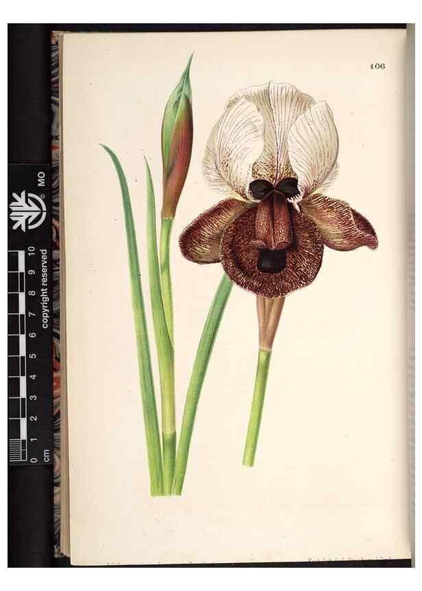 Reproducción/Reproduction 49691139742: L'Illustration horticole :. Gand, Belgium :Imprimerie et lithographie de F. et E. Gyselnyck,1854-1896.. 