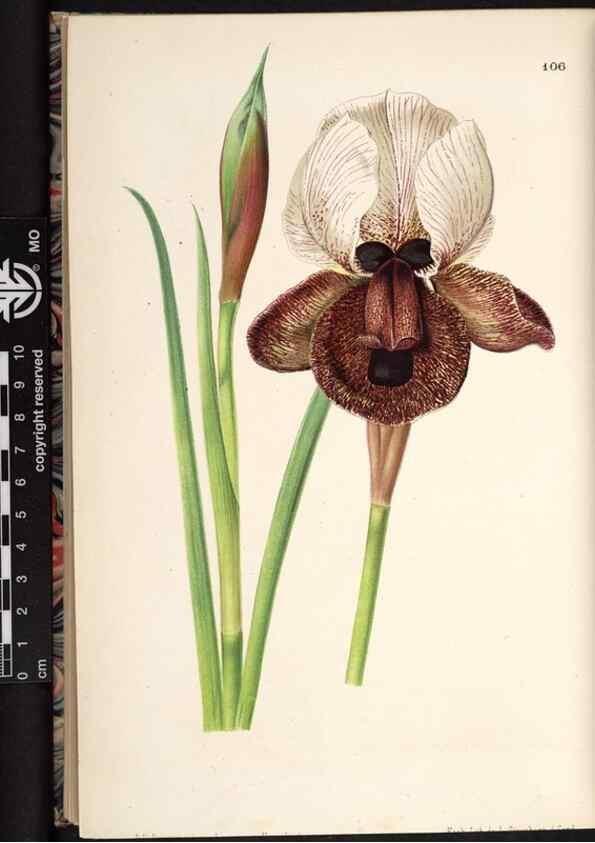 Reproducción/Reproduction 49691139742: L'Illustration horticole :. Gand, Belgium :Imprimerie et lithographie de F. et E. Gyselnyck,1854-1896.. 