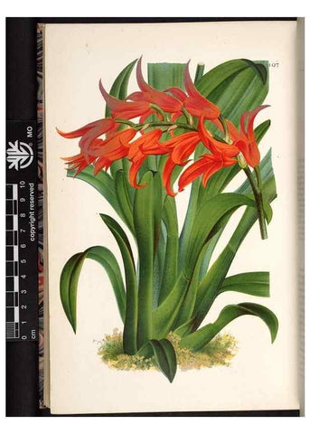 Reproducción/Reproduction 49691140007: L'Illustration horticole :. Gand, Belgium :Imprimerie et lithographie de F. et E. Gyselnyck,1854-1896.. 