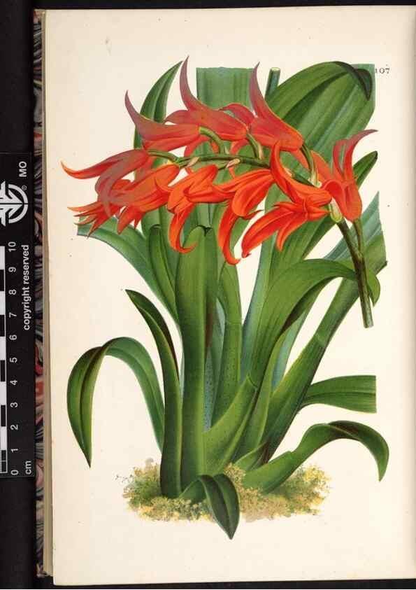 Reproducción/Reproduction 49691140007: L'Illustration horticole :. Gand, Belgium :Imprimerie et lithographie de F. et E. Gyselnyck,1854-1896.. 