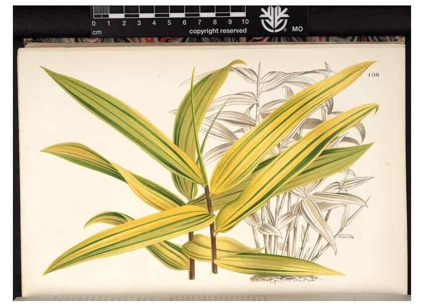 Reproducción/Reproduction 49690829271: L'Illustration horticole :. Gand, Belgium :Imprimerie et lithographie de F. et E. Gyselnyck,1854-1896.. 