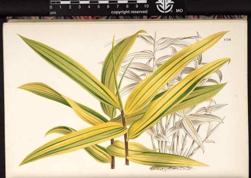 Reproducción/Reproduction 49690829271: L'Illustration horticole :. Gand, Belgium :Imprimerie et lithographie de F. et E. Gyselnyck,1854-1896.. 