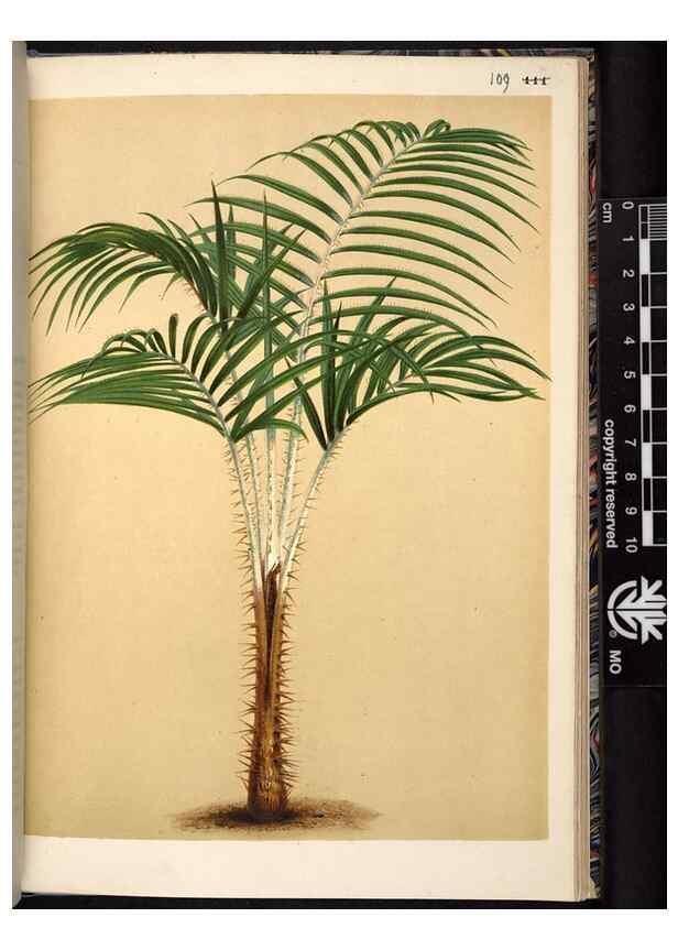 Reproducción/Reproduction 49690829516: L'Illustration horticole :. Gand, Belgium :Imprimerie et lithographie de F. et E. Gyselnyck,1854-1896.. 