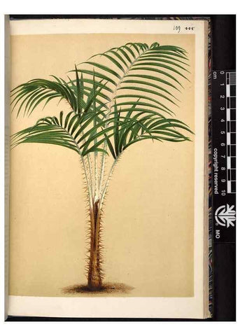 Reproducción/Reproduction 49690829516: L'Illustration horticole :. Gand, Belgium :Imprimerie et lithographie de F. et E. Gyselnyck,1854-1896.. 