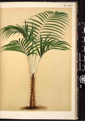 Reproducción/Reproduction 49690829516: L'Illustration horticole :. Gand, Belgium :Imprimerie et lithographie de F. et E. Gyselnyck,1854-1896.. 