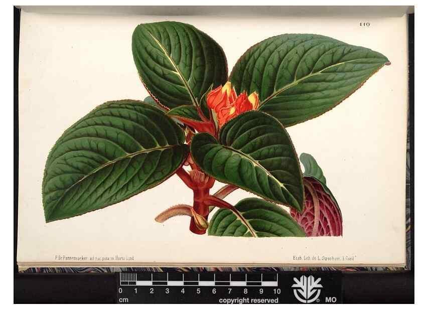 Reproducción/Reproduction 49690297518: L'Illustration horticole :. Gand, Belgium :Imprimerie et lithographie de F. et E. Gyselnyck,1854-1896.. 