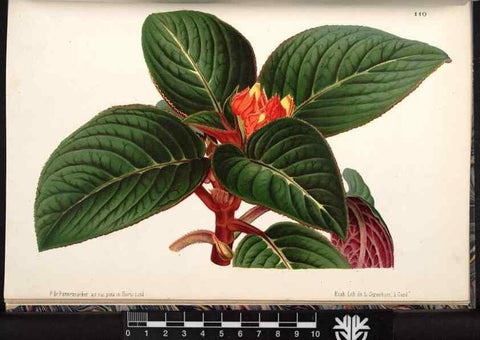 Reproducción/Reproduction 49690297518: L'Illustration horticole :. Gand, Belgium :Imprimerie et lithographie de F. et E. Gyselnyck,1854-1896.. 
