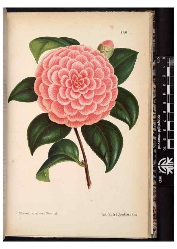 Reproducción/Reproduction 49691211682: L'Illustration horticole :. Gand, Belgium :Imprimerie et lithographie de F. et E. Gyselnyck,1854-1896.. 