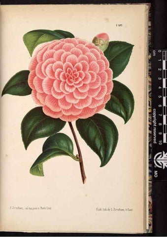Reproducción/Reproduction 49691211682: L'Illustration horticole :. Gand, Belgium :Imprimerie et lithographie de F. et E. Gyselnyck,1854-1896.. 