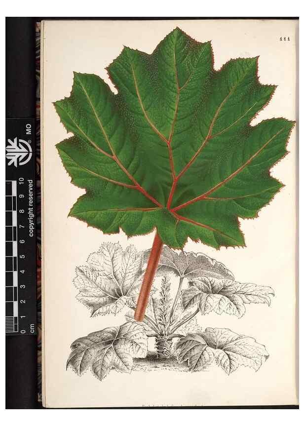 Reproducción/Reproduction 49690830236: L'Illustration horticole :. Gand, Belgium :Imprimerie et lithographie de F. et E. Gyselnyck,1854-1896.. 