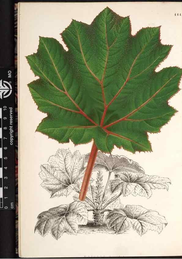 Reproducción/Reproduction 49690830236: L'Illustration horticole :. Gand, Belgium :Imprimerie et lithographie de F. et E. Gyselnyck,1854-1896.. 