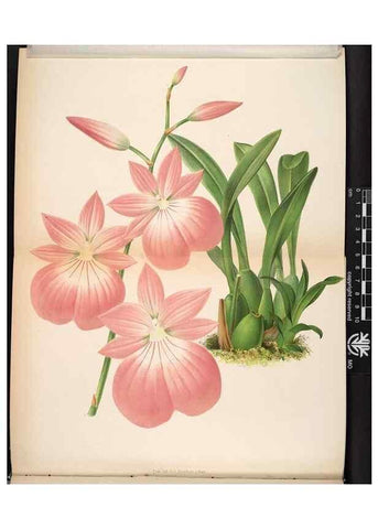 Reproducción/Reproduction 49690893196: L'Illustration horticole :. Gand, Belgium :Imprimerie et lithographie de F. et E. Gyselnyck,1854-1896.. 